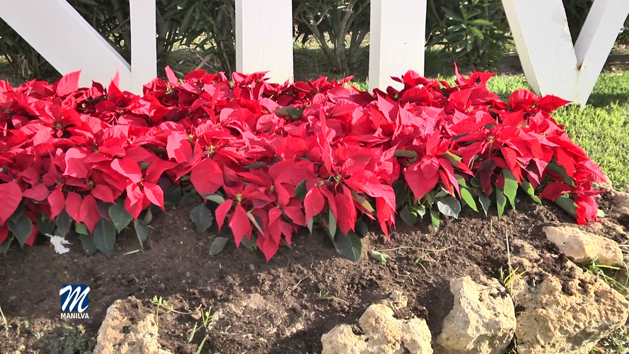 Unos 3000 pascueros embellecerán el término municipal de Manilva